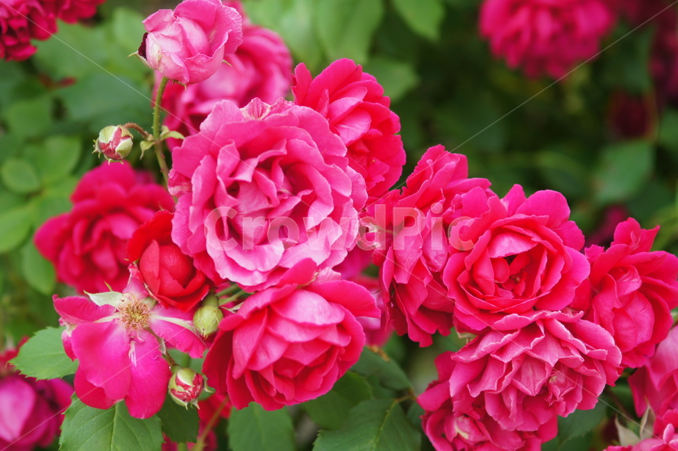 장미,꽃,식물,자연,야생화,들꽃,plant,blossom,flower,flowers,nature,rose,식물,자연,plants,nature,꽃,flower