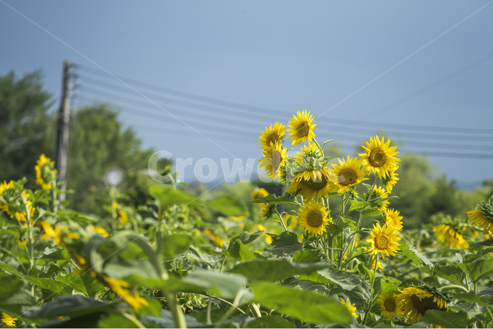 자연,풍경,꽃,감성,해바라기,푸른하늘,식물,자연,plants,nature,꽃,flower