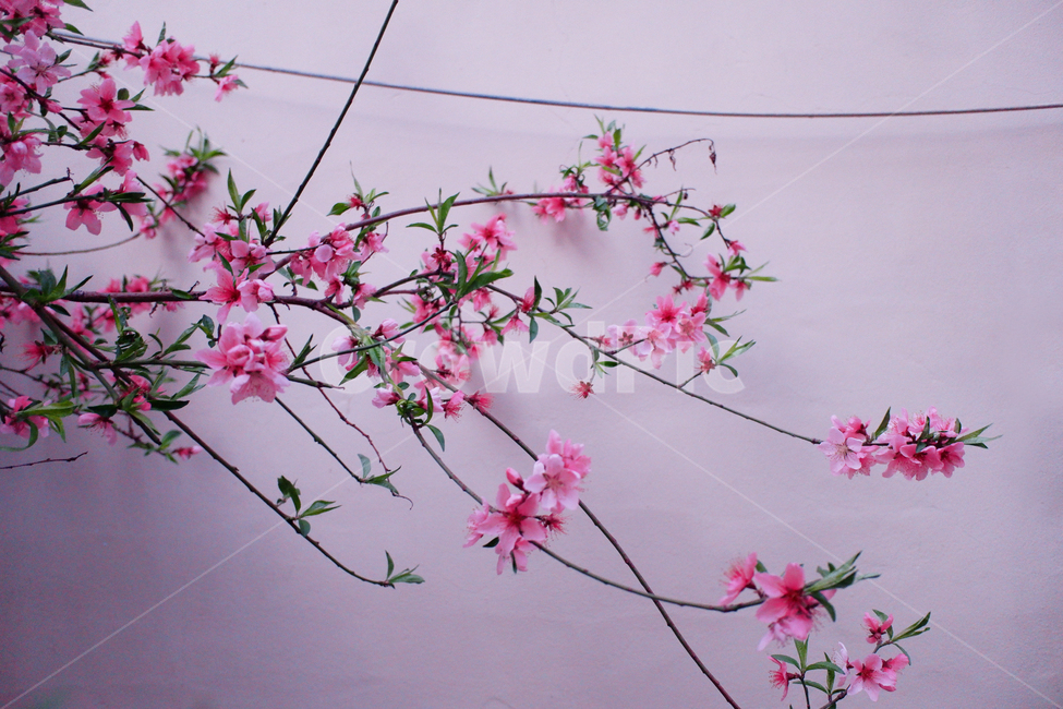 flower,꽃,blossom,식물,plant,분홍,핑크,pink,철쭉,진달래,배경