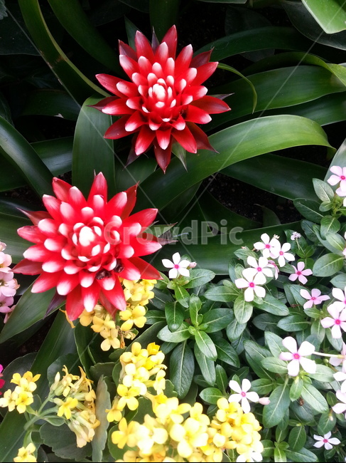 식물,꽃,flower,blossom,plant