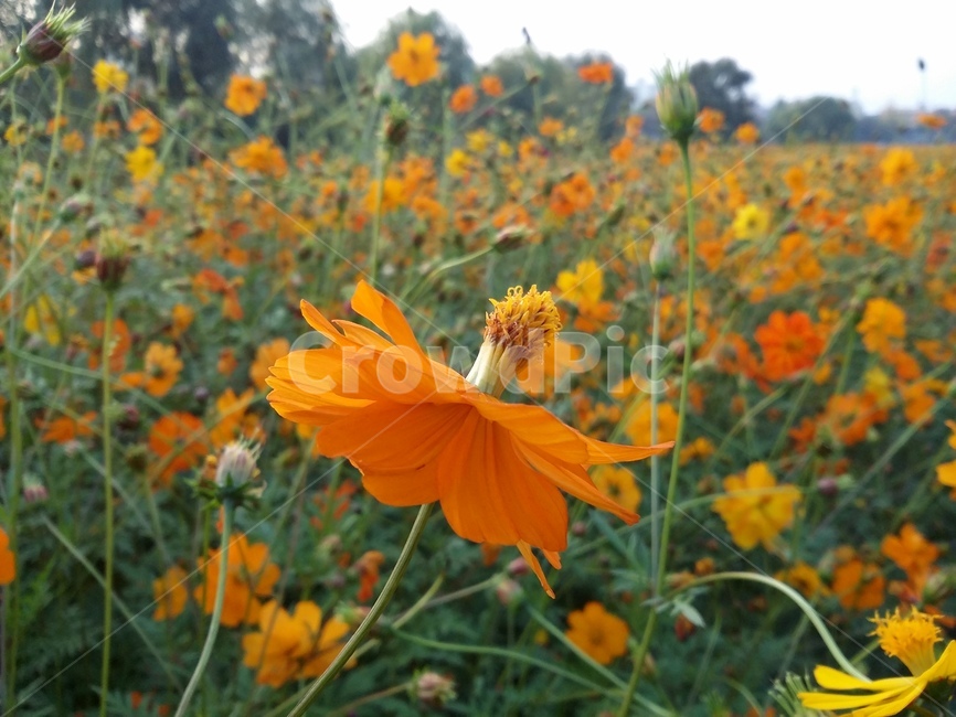 plant,식물,flower,꽃,자연,식물,자연,plants,nature,꽃,flower