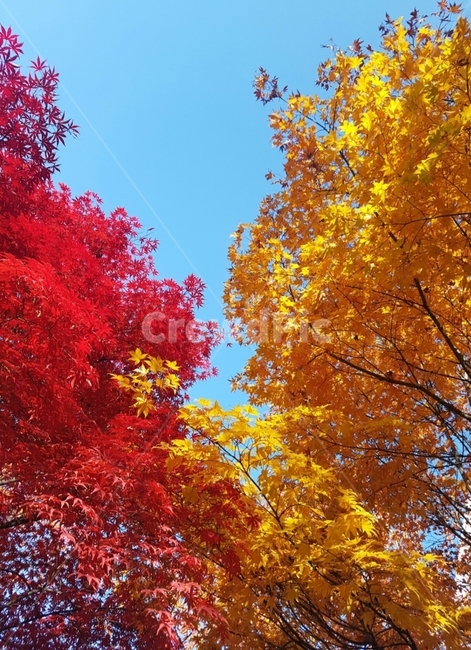 tree,식물,나무,단풍,계절,낙엽,하늘,가을,가을,계절,fall,autumn,season,plant,maple