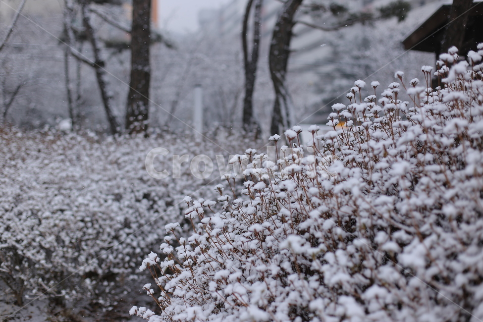 겨울,눈,눈오는날,snow,winter,풍경,감성,화이트,추위,폭설,설경,겨울,계절,winter,season