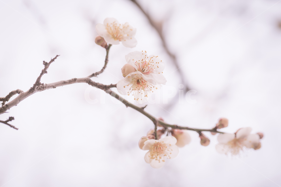 plant,식물,매화,봄,봄꽃,과실나무,봄,계절,spring,season,식물,자연,plants,nature,꽃,flower