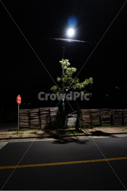 night view,shadow,street lights,night,Pine trees