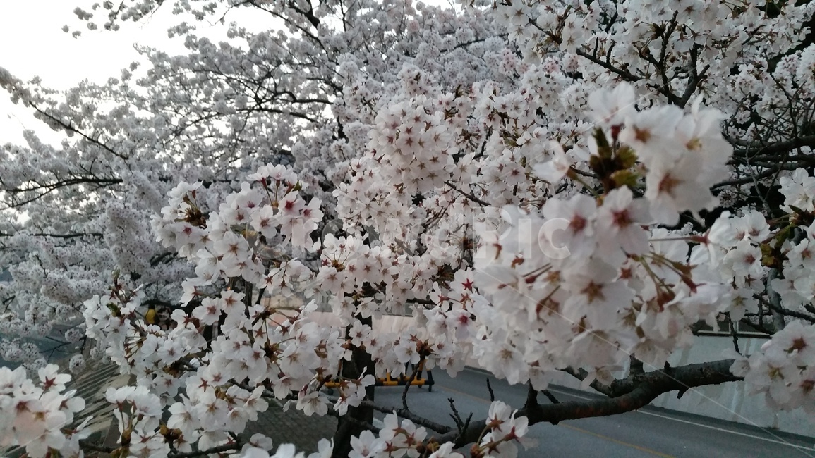꽃,벚꽃,벚꽃나무,꽃나무,자연