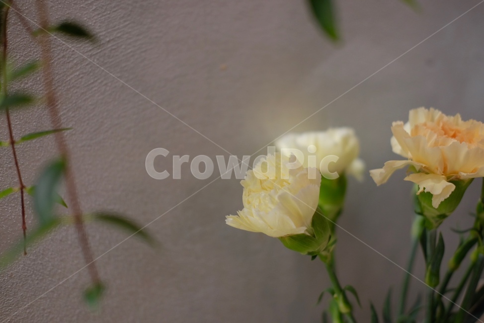 꽃,초록,감성사진,flowers,green,식물,자연,plants,nature,꽃,flower