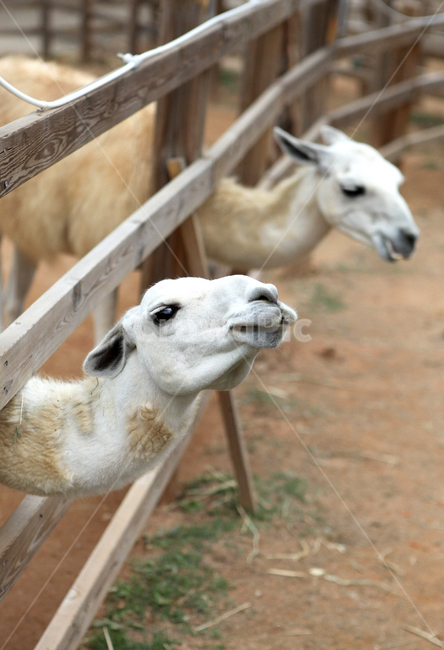 라마,동물,zoo,동물원,animal,동물,animal,포유류,mammal