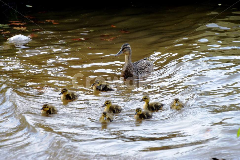 기러기,가족,모정,goose,motherandkids,virginia,lake,duck,한배,사랑,love,motherhood,ducklings,goosecub,동물,animal,조류,새,birds