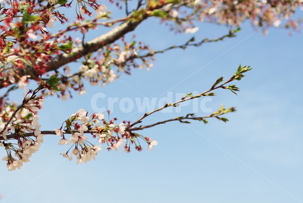 벚꽃,봄,하늘,꽃,청량,식물,자연,plants,nature,꽃,flower