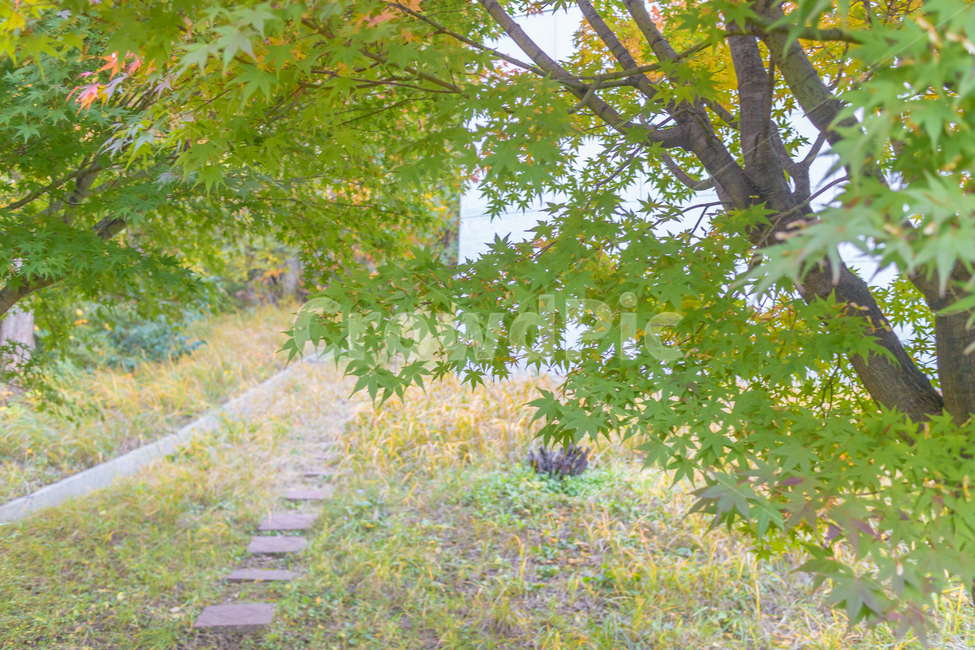 자연,계절,가을,나무,들판,공원,season,fall,autumn,nature,tree,plant,식물