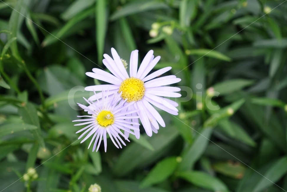 꽃,풍경,자연,클로즈업,자연풍경,들꽃,식물,자연,plants,nature,꽃,flower
