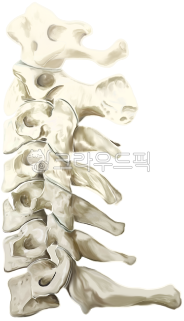 목뼈,경추,cervical,목,해부학,뼈