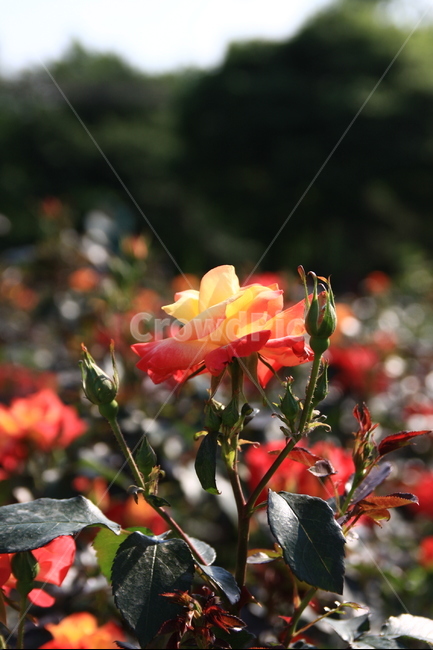 장미,꽃,오월,rose,장미향기,공원에핀장미,봄의꽃,봄꽃,장미꽃,봄,계절,spring,season,식물,자연,plants,nature,꽃,flower,plant,blossom