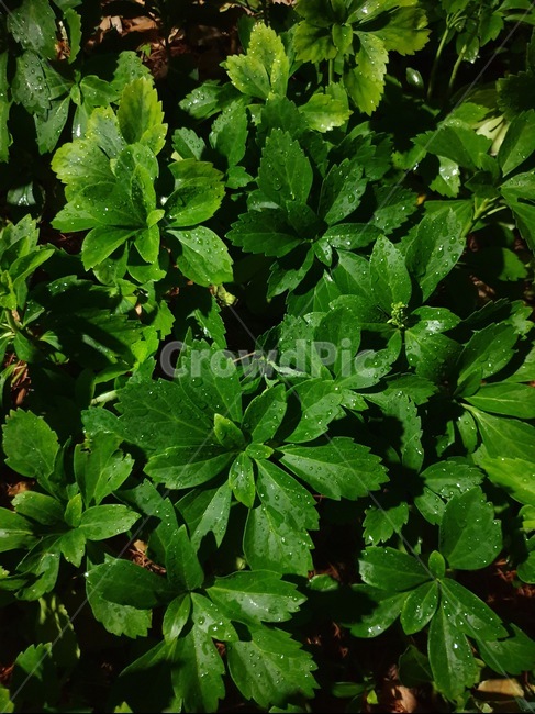 비,이슬,공원,숲,밤,나뭇잎,풀,비온뒤,녹색,자연,풀잎,green,eco,afterrain,park,forest,식물,자연,plants,nature