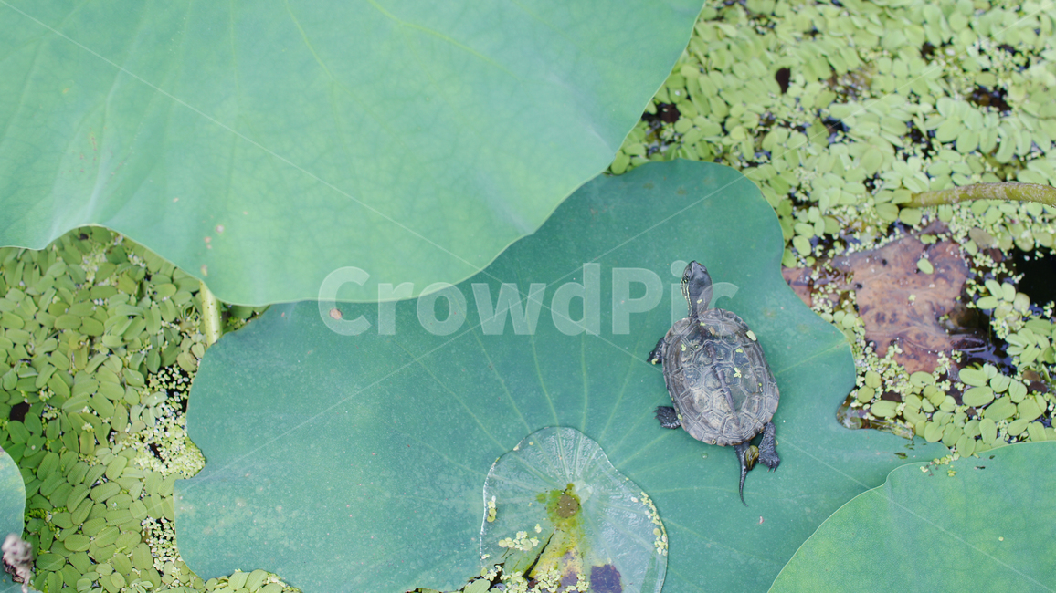 연잎,자연,이슬,새벽,감성,식물,여름,nature,자라,dawn,공원,동물,식물,자연,plants,nature,동물,animal,파충류,양서류,reptile,amphibian