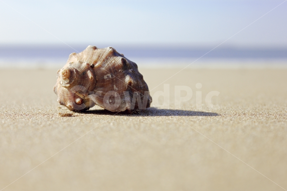 사물,소라,감성,감성사진,바다,해변,바다,beach,sea,감성,sensible,feeling