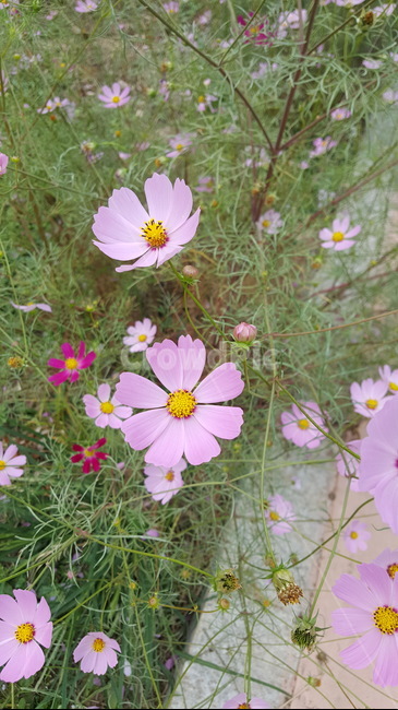 꽃,가을꽃,코스모스,분홍코스모스,가을코스모스,가을,계절,fall,autumn,season,식물,자연,plants,nature,꽃,flower,plant,blossom,geranium,제라늄