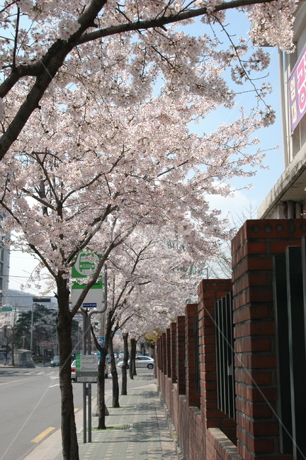 벚꽃,벚꽃나무,벚꽃축제,봄,왕벚꽃나무,봄,계절,spring,season,plant,식물,flower,꽃,blossom