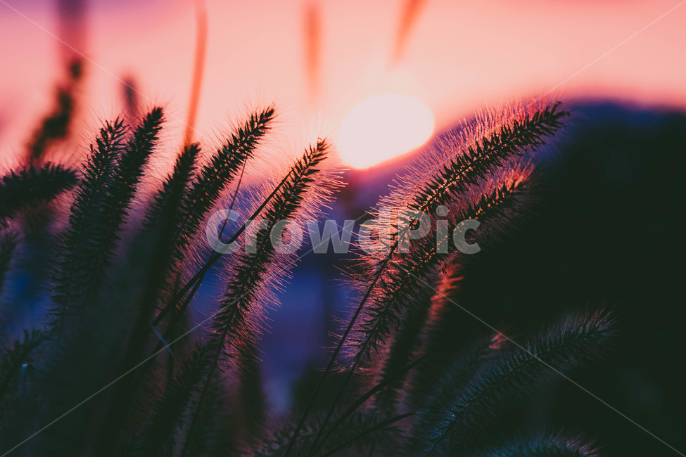 노을,강아지풀,한강,빛,일몰,한국,가을,계절,fall,autumn,season,식물,자연,plants,nature,색깔,색상,색채,색감,color sense,color sensitivity,feeling of color,flare,플레어,light