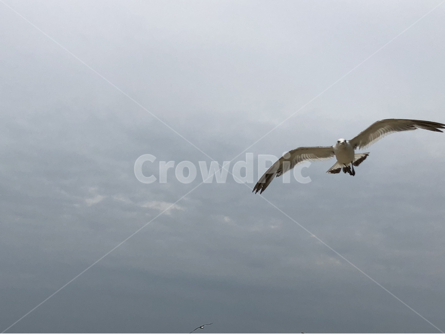 갈매기,seagull,새,하늘,비행,bird,동물,animal,조류,새,birds