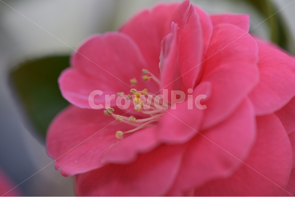 동백꽃,camelliaflower,설중사우,동백화,산다화,조매화,사랑,김유정,소설,식물,자연,plants,nature,꽃,flower