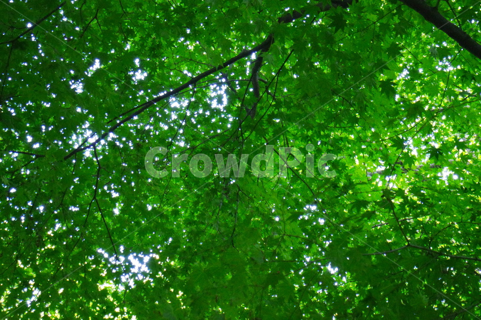 단풍나무,빛,여름,자연,나무,풀,light,식물,tree,garden,공원,나뭇잎,자연,풍경,nature,landscape