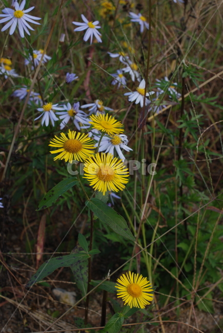 꽃,야생화,감성,접사,들꽃,식물,자연,plants,nature,꽃,flower
