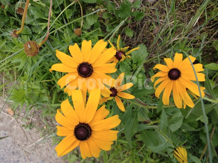 루드베키아,쌍떡잎식물,초롱꽃목,국화과,식물,coneflower,숙근성초화