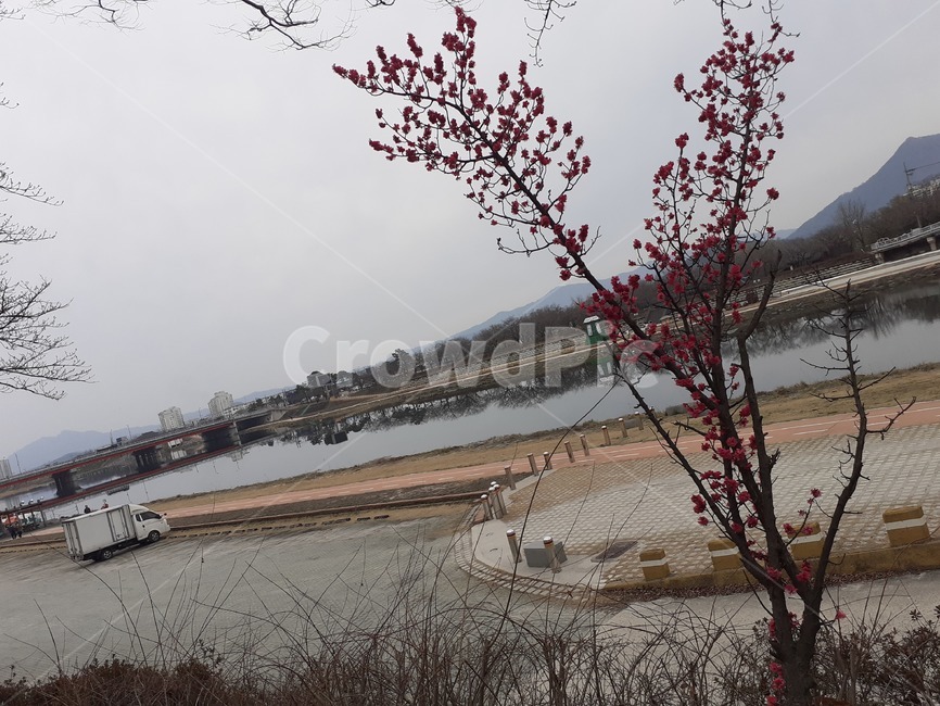 꽃,나무,물,하늘,자연