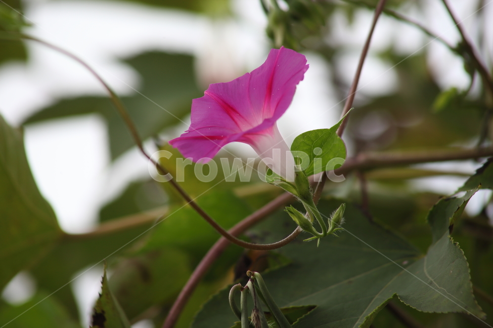 나팔꽃,꽃,식물,야생화,morningglory,식물,자연,plants,nature,꽃,flower