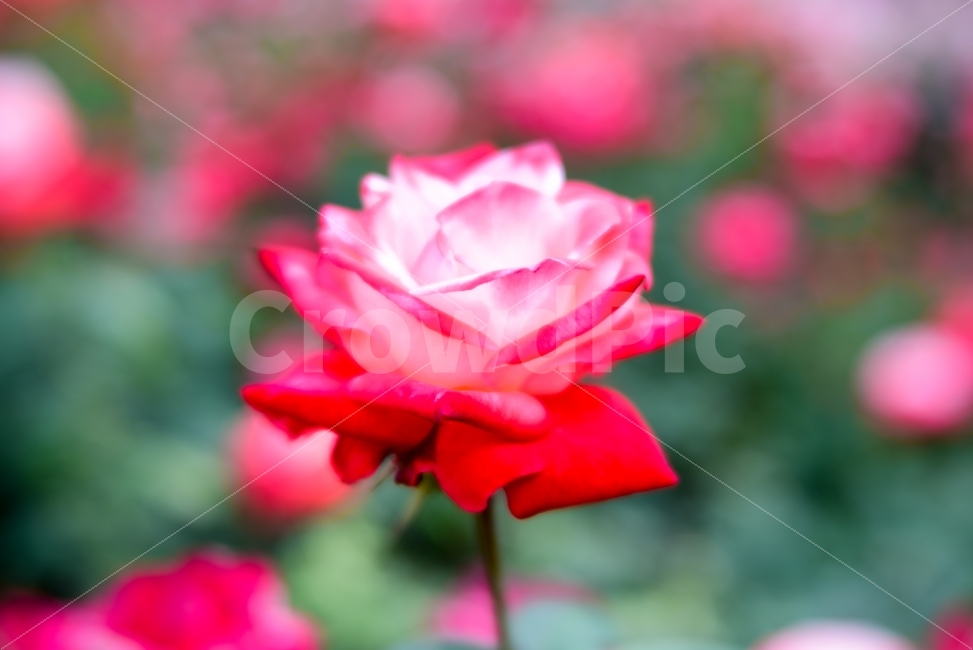 장미,rose,꽃,flower,스냅,가을,계절,fall,autumn,season,식물,자연,plants,nature,꽃,flower,plant,blossom