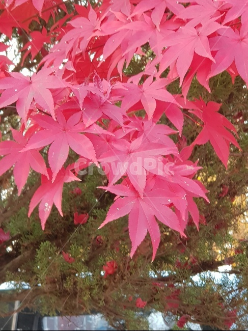 단풍,단풍잎,가을,단풍나무,정원수,가을,계절,fall,autumn,season,plant,식물,leaf,잎,tree,나무,maple