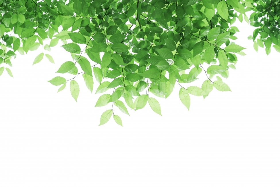 하늘,흰색배경,녹색,나무,자연,백그라운드,식물,자연,plants,nature,누끼,remove background