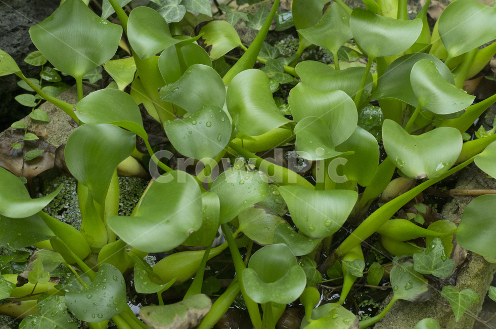 부레옥잠,수중식물,수생식물,식물,물가,식물,자연,plants,nature