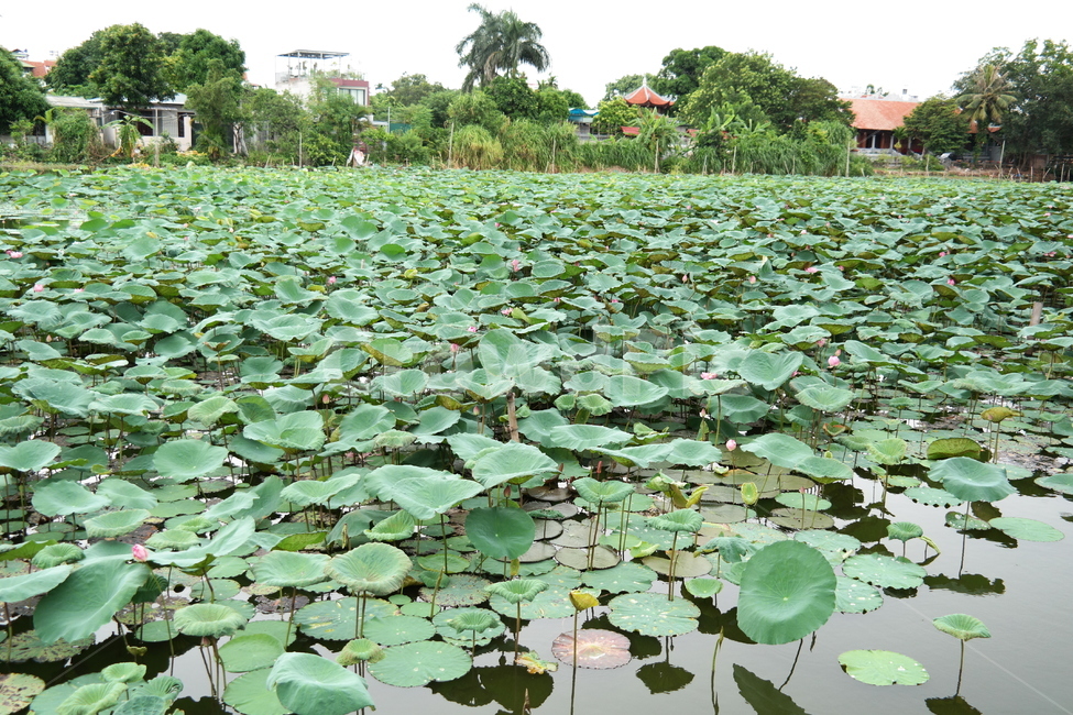 연꽃,연꽃밭,연못,lotus,pond,베트남연꽃밭,연잎,green,초록색,녹색,초록,연두,풍경,자연,잎,자연,풍경,nature,landscape,plant,식물