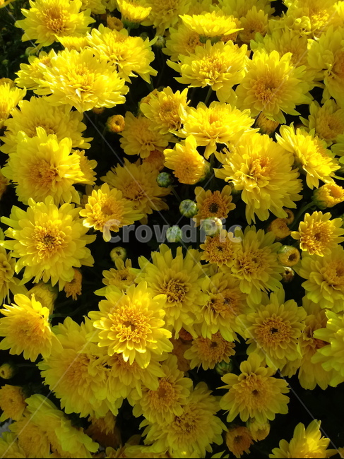 식물,국화,노란색꽃,plant,꽃,chrysanthemum,다년생초본식물,국화꽃,식물,자연,plants,nature,꽃,flower