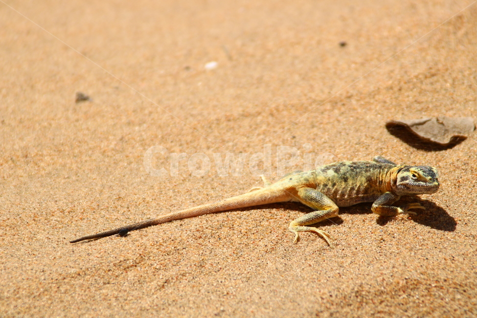 도마뱀,파충류,동물,사막,생물,몽골,동물,animal,파충류,양서류,reptile,amphibian