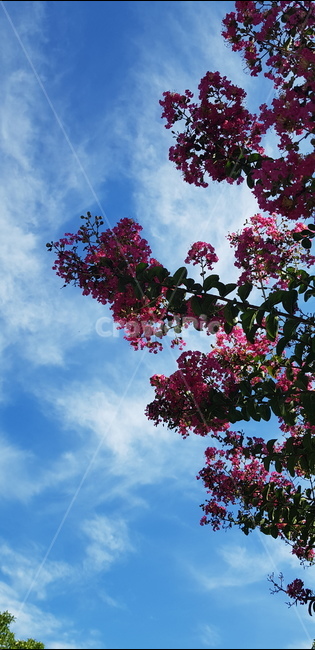 나무,tree,plant,flower,sky,꽃,식물,자연,풍경,nature,landscape,blossom