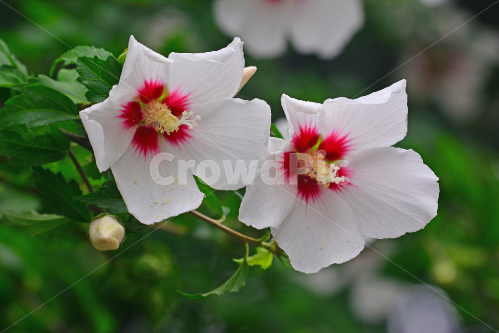 무궁화,나라꽃,꽃,우리꽃,국화,분홍색,핑크색,배경,바탕,백그라운드,flowers,korean,mugunghwa,roseofsharon,hibiscus,식물,나무꽃,아름다움,꽃송이,꽃잎,잎사귀,우리나라꽃,nationalflower,background,plant,blossom,한국적