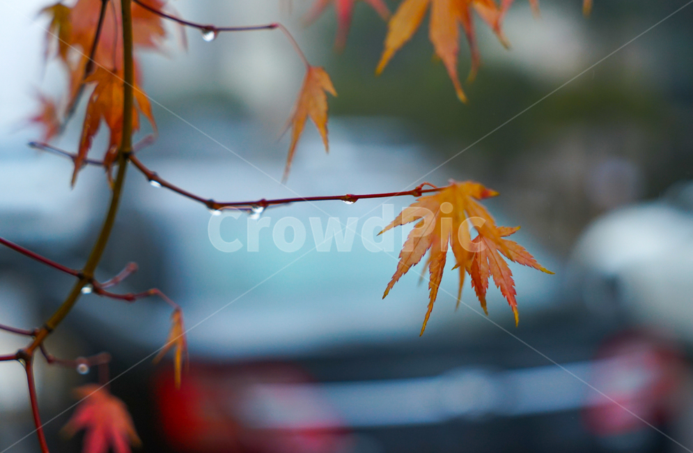 겨울비,단풍,잎,잎새,빗방울,자연,식물,나무,계절,가을,계절,fall,autumn,season,식물,자연,plants,nature,비,비오는날,rain,rainy,plant,leaf,tree