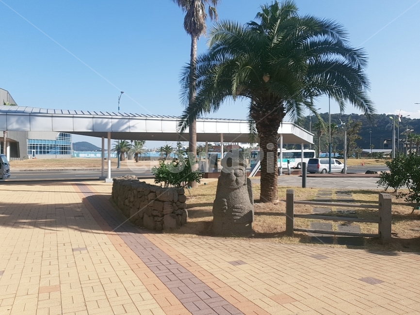 제주도,공항,나무,tree,airport,제주도,jeju,jeju island