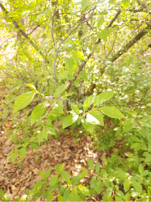 자연,산,봄,나무,초록,식물,잎