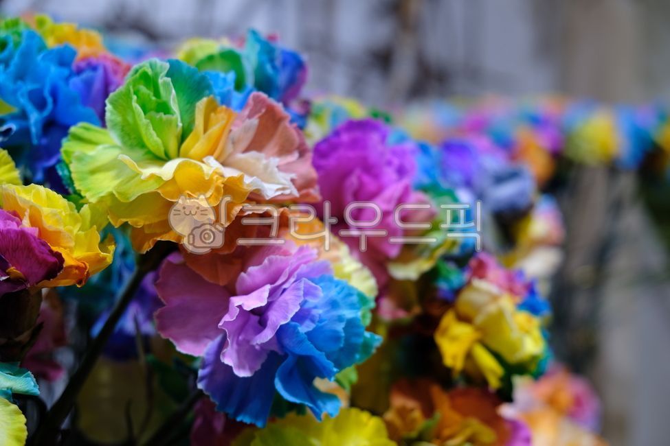 gift,romance,delicate,rainbow carnation,pink,beauty,color,gardening,greeting,botany,bright,flora,isolated,carnation,summer,spring,red,beautiful,petal,botanical,white,bloom,romantic,design,florist,decoration,day,floral,blossom,green,natural,nature,leaf,flo
