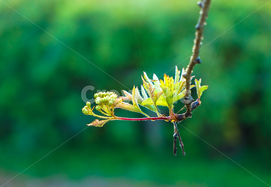 새싹,나무,잎파리,식물,자연,식물,자연,plants,nature