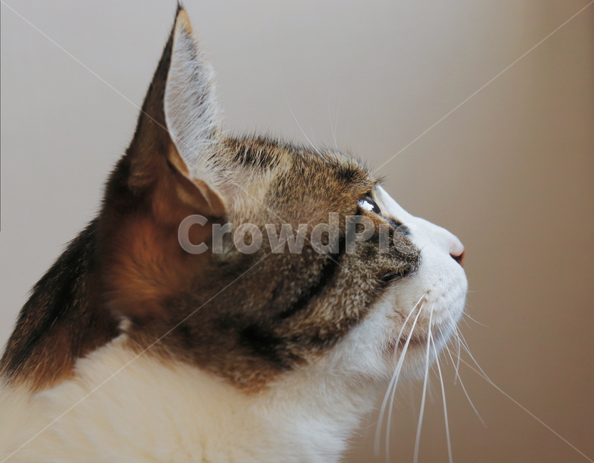 고양이,고양이옆모습,코리안숏헤어,동물,고양이눈동자,집냥이,동물,animal,포유류,mammal,고양이,cat,kitten,kitty