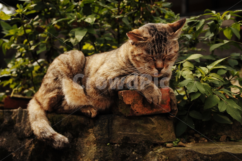 animal,동물,cat,고양이,mammal,포유류,동물,animal,포유류,mammal,고양이,cat,kitten,kitty