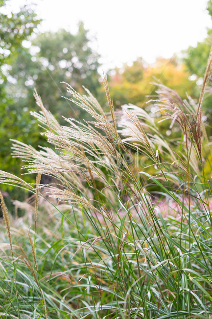 식물,자연,잎,풀,갈대,식물,자연,plants,nature