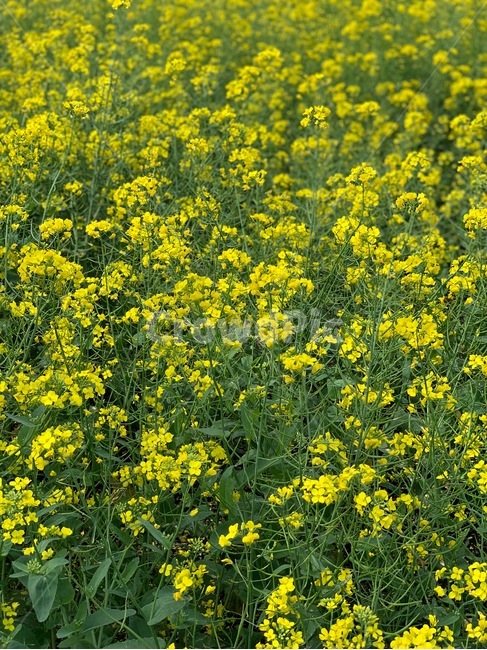 유채꽃,자연,노란색,초록색,꽃,flower,jeju,제주,제주도,식물,자연,plants,nature,꽃,flower
