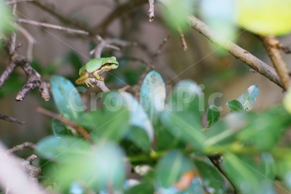 개구리,청개구리,여름,봄,감성,빈티지,일본,동물,animal,파충류,양서류,reptile,amphibian,감성,sensible,feeling